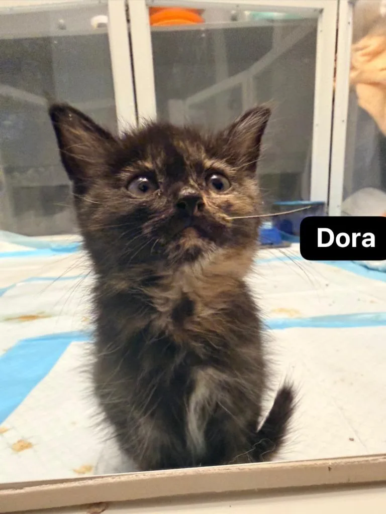 Dora thumbnail 5