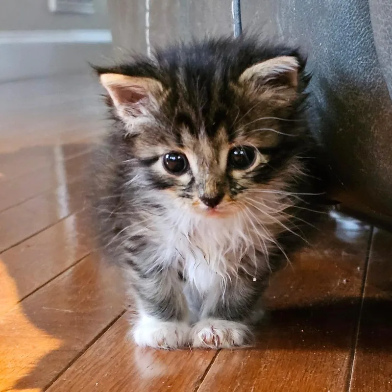 A baby small-sized female Gray / Blue / Silver Domestic Short Hair cat named Dinah Shore for adoption in Winchester, TN