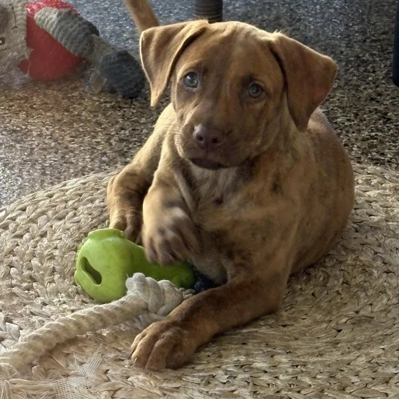 A baby medium-sized female Red / Chestnut / Orange Pit Bull Terrier dog named Selby for adoption in Sarasota, FL
