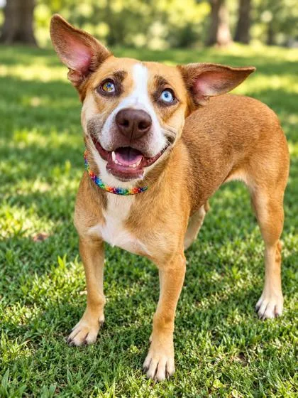 An adult medium-sized female Terrier dog named Roxy Jane for adoption in Cumberland, MD
