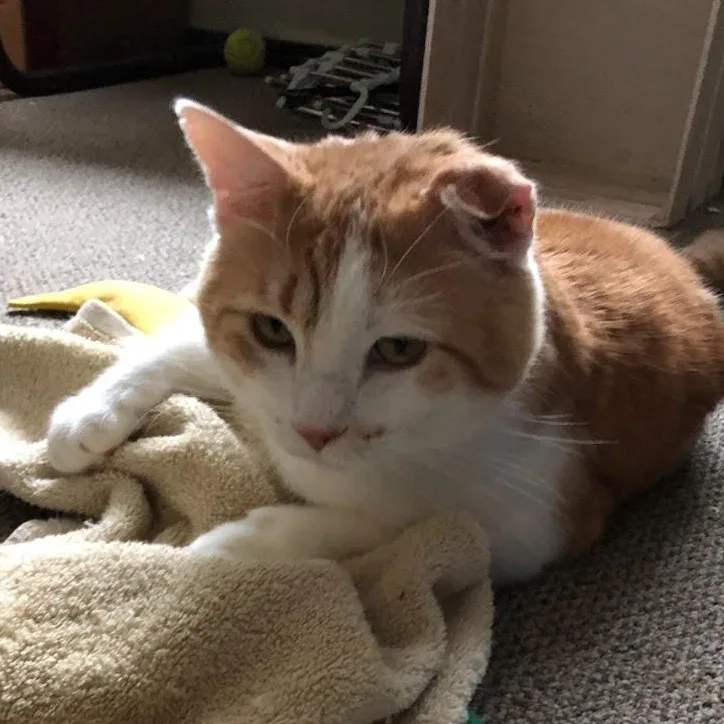 Chatterbox thumbnail 2