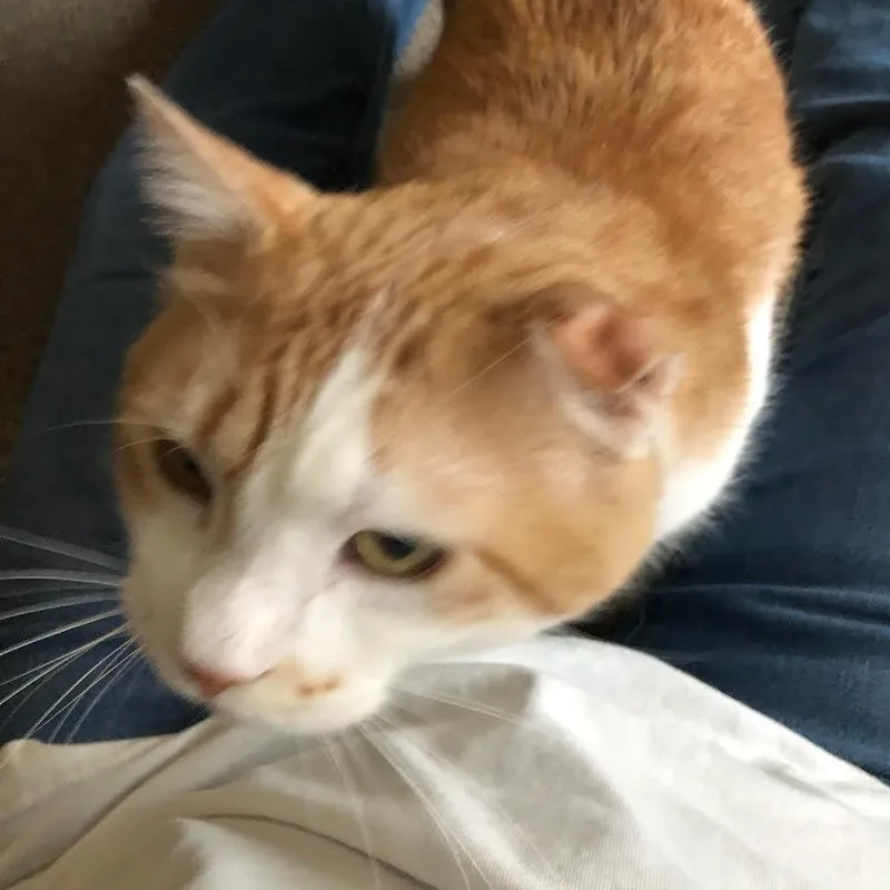 Chatterbox thumbnail 4