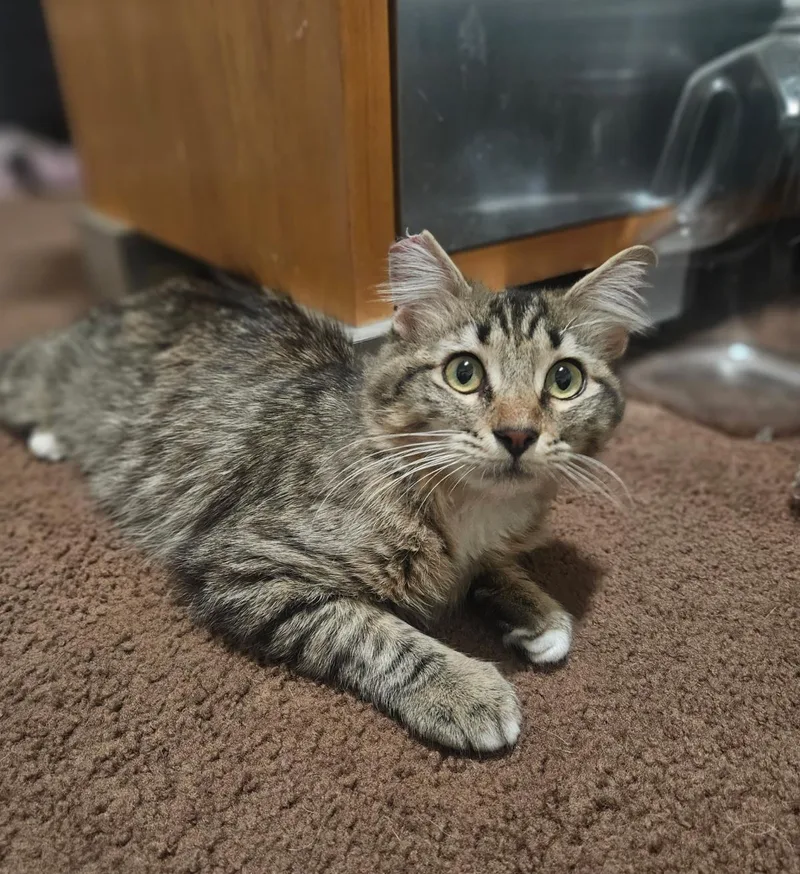 A baby medium-sized male Brown / Chocolate Maine Coon cat named Storm for adoption in La Jolla, CA