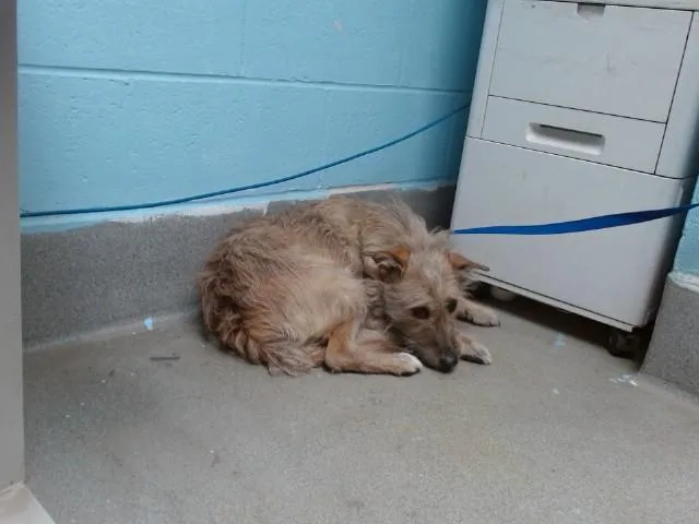 An adult small-sized female Yorkshire Terrier dog named Puppy for adoption in Albuquerque, NM