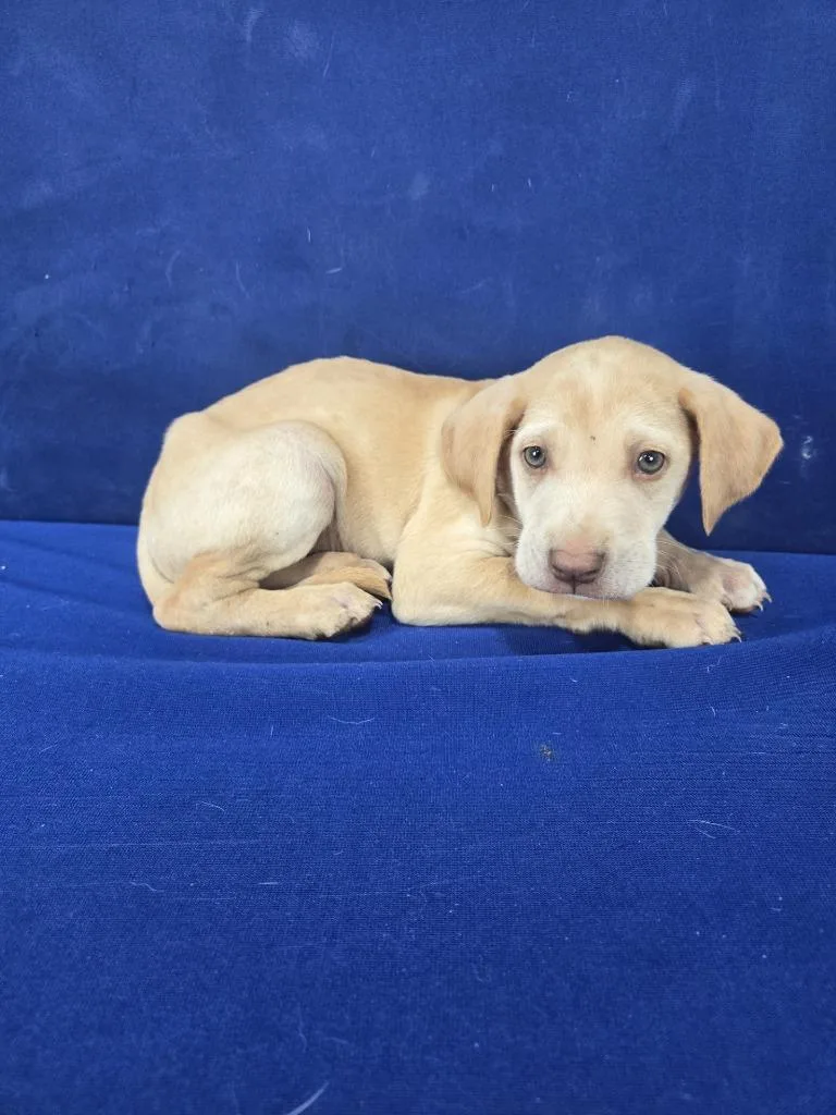 A baby large-sized male Mixed Breed dog named Cooked for adoption in Ruston, LA
