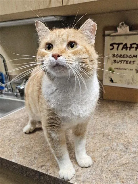 An adult medium-sized male Orange / Red Domestic Short Hair cat named Sunburst for adoption in Clyde, NC