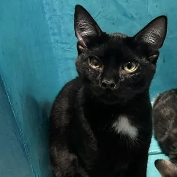 A young medium-sized male Black Domestic Short Hair cat named Cyclone for adoption in Jupiter, FL