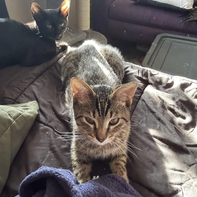 A baby medium-sized male Domestic Short Hair cat named Acorn for adoption in Metairie, LA