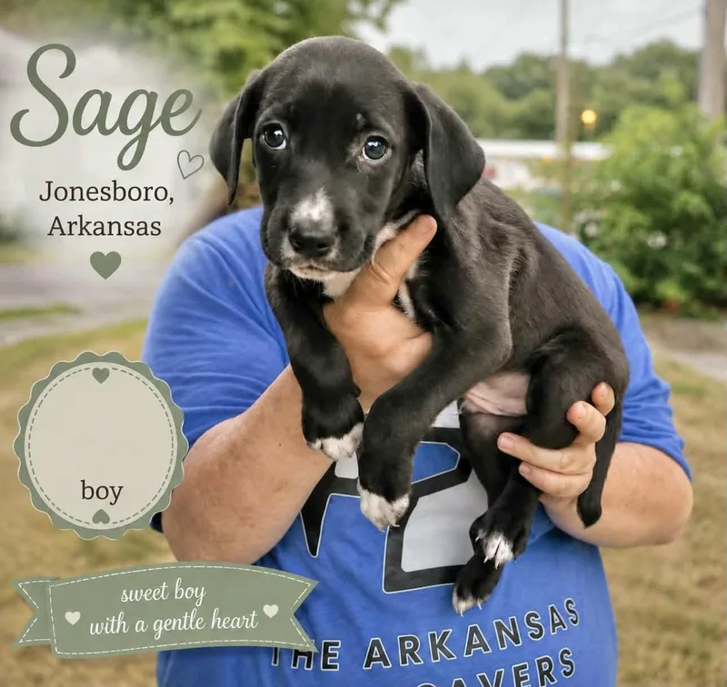A baby medium-sized male Labrador Retriever dog named Sage for adoption in Manchester, CT