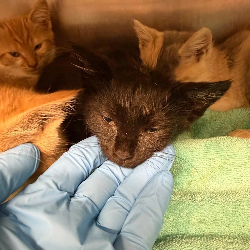 A baby small-sized male Black Domestic Short Hair cat named Sorbet for adoption in Morganton, NC