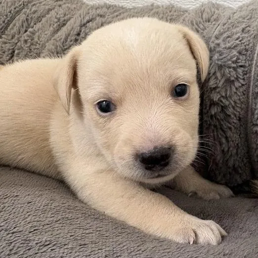 A baby small-sized female White / Cream Labrador Retriever dog named Almond Milk for adoption in North Charleston, SC
