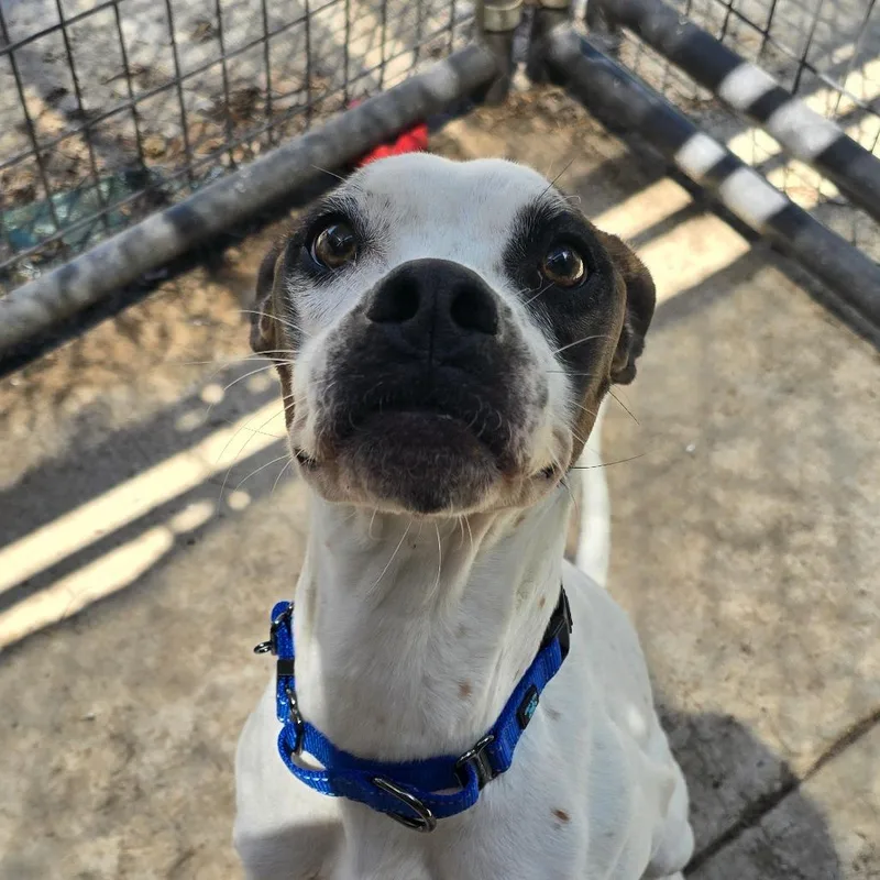 An adult medium-sized female White / Cream Boxer dog named Stella for adoption in Hanna City, IL