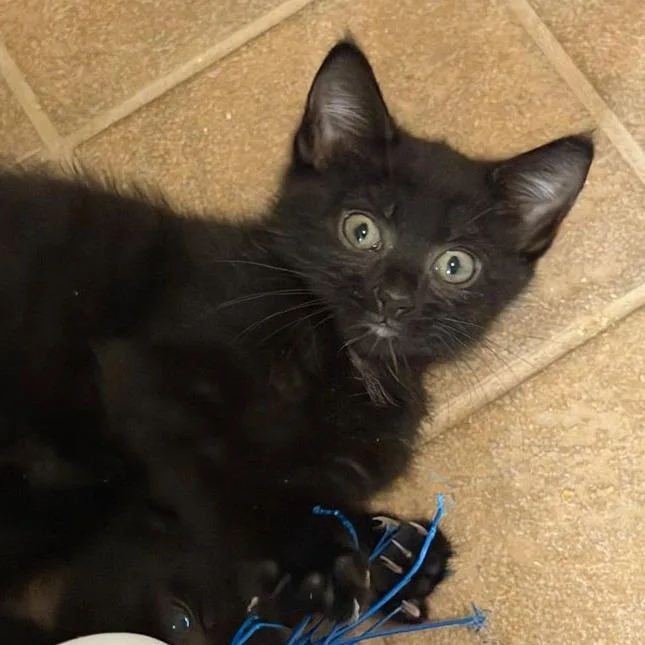 A baby small-sized male Domestic Short Hair cat named Peep for adoption in Cumming, GA