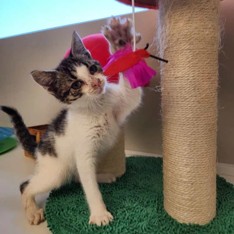 Honolulu thumbnail 2