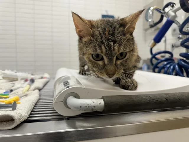 An adult small-sized female Domestic Short Hair cat named Fiona for adoption in Los Angeles, CA