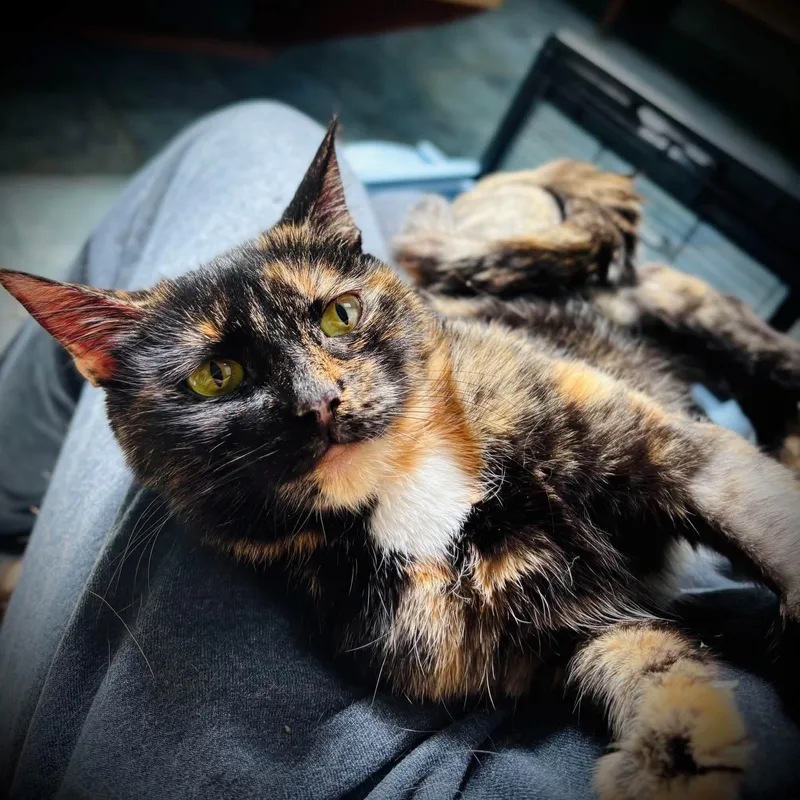 A young medium-sized female Tortoiseshell Domestic Short Hair cat named Lola for adoption in Buffalo, NY