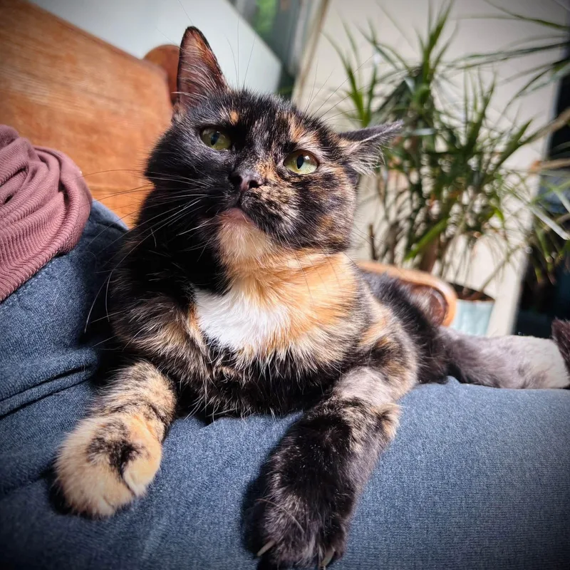 Lola thumbnail 3