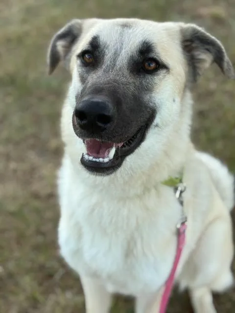 A young large-sized female Yellow / Tan / Blond / Fawn Anatolian Shepherd dog named Pickles for adoption in Augusta, WV