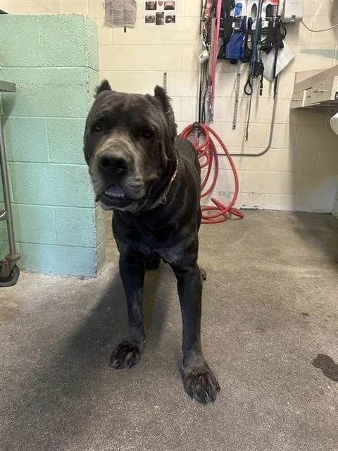 An adult extra large-sized male Cane Corso dog named The Bfg for adoption in Sacramento, CA