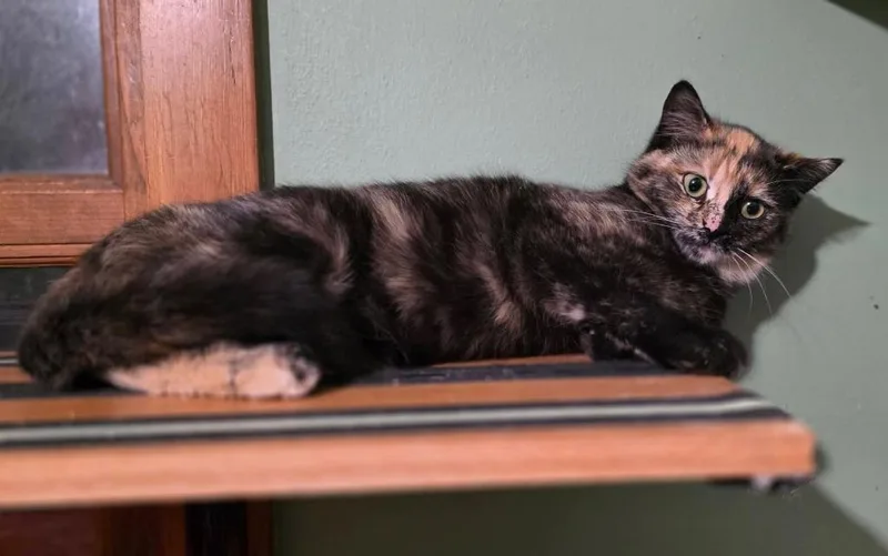 A young small-sized female Domestic Short Hair cat named Briar Rose for adoption in Grand Forks, ND