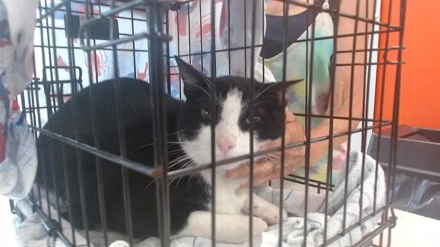 An adult small-sized male Domestic Short Hair cat named Oliver for adoption in Louisville, KY