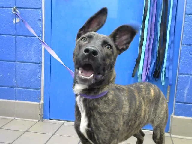 A young medium-sized male German Shepherd Dog dog named Keeze for adoption in Albuquerque, NM