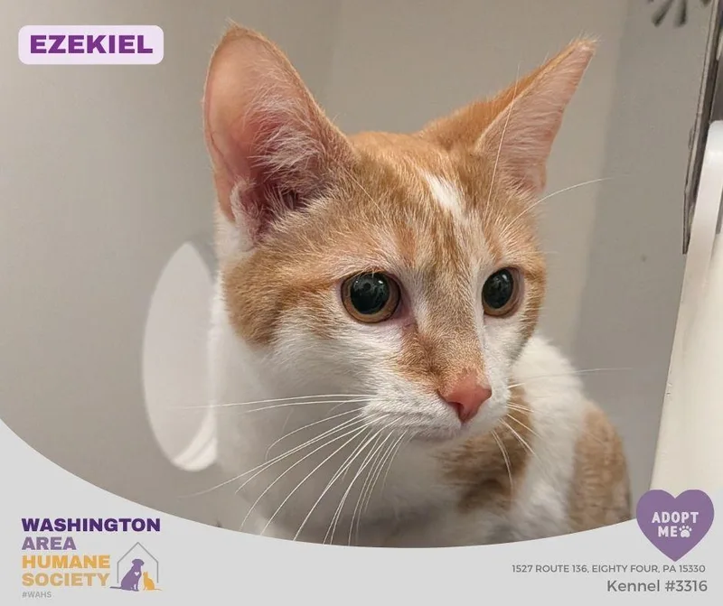 An adult medium-sized male Orange & White Domestic Short Hair cat named Ezekiel for adoption in Eighty Four, PA