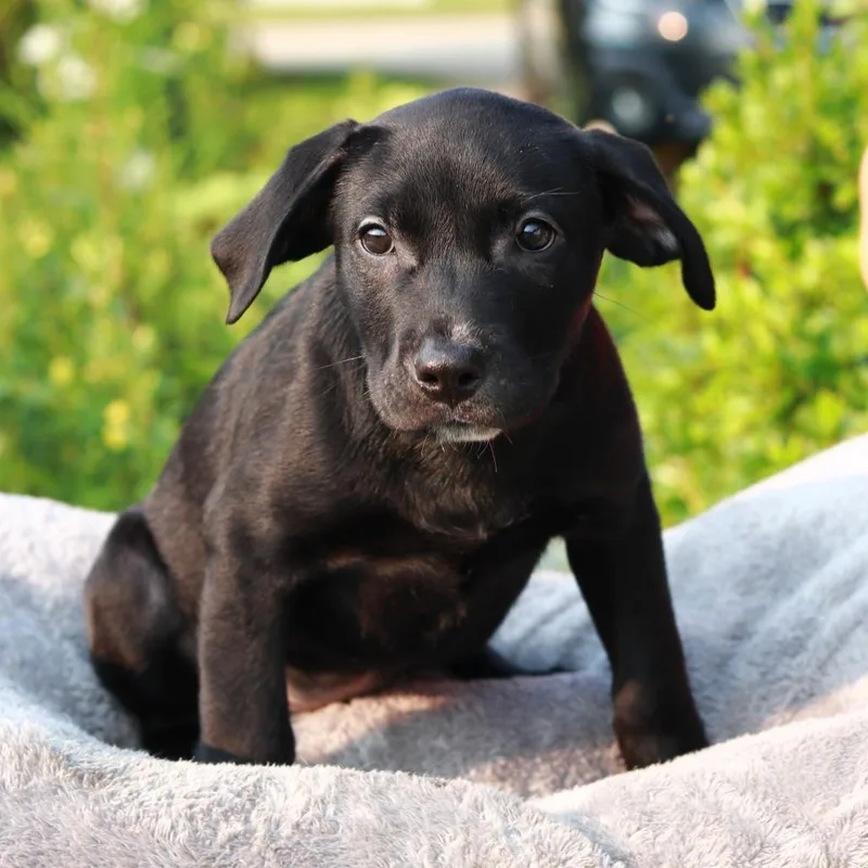 A baby small-sized female Black Labrador Retriever dog named CT Creole for adoption in Eastford, CT