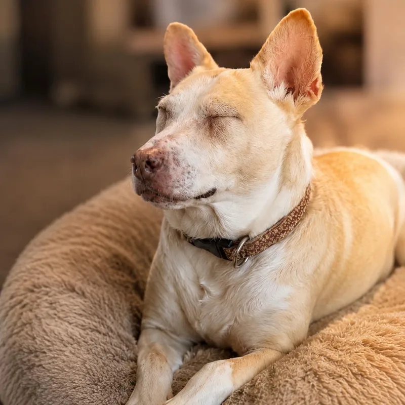 An adult medium-sized female Apricot / Beige Husky dog named Holly for adoption in Brentwood, TN
