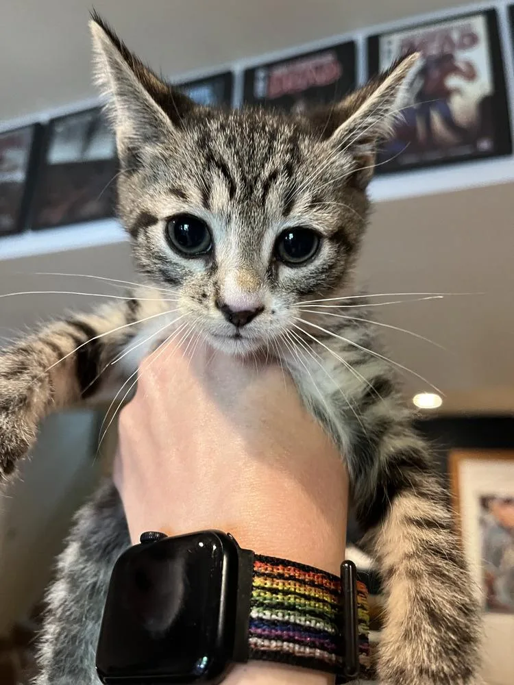 A baby medium-sized male Gray & White Domestic Short Hair cat named Legato for adoption in Emerald Isle, NC