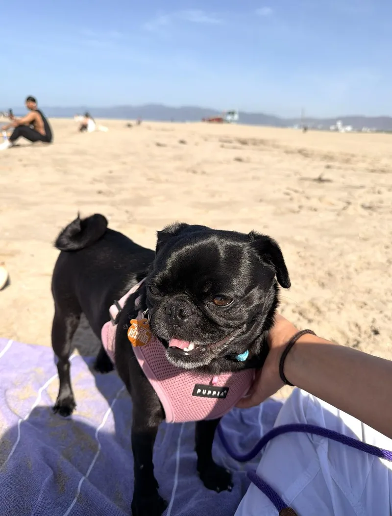 Doris