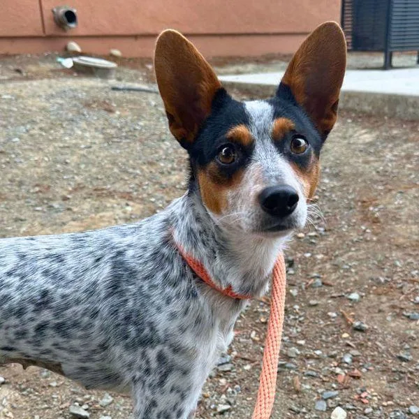 A young medium-sized female Australian Cattle Dog / Blue Heeler dog named Grapefruit for adoption in Walnut Creek, CA