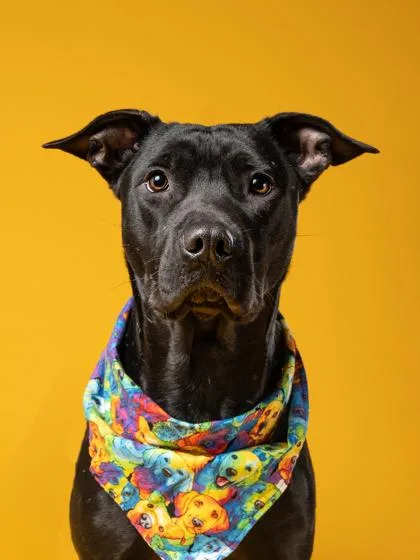 An adult medium-sized female Mixed Breed dog named Petunia for adoption in Atlanta, GA