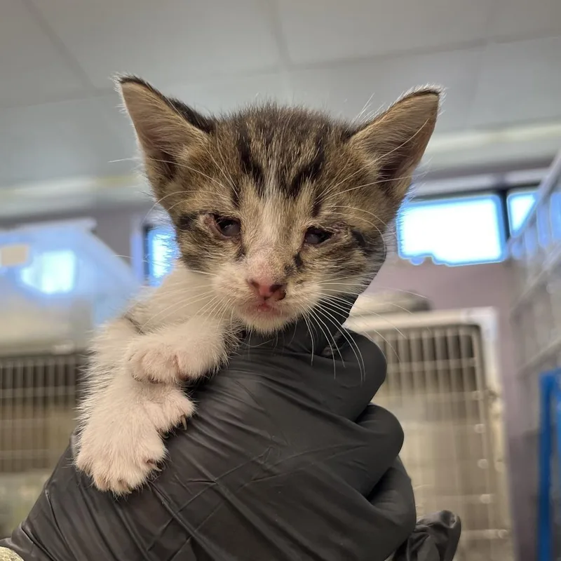 A baby small-sized male Brown / Chocolate Domestic Short Hair cat named Gangle for adoption in West Palm Beach, FL