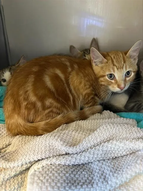 A baby small-sized male Domestic Short Hair cat named Arabica for adoption in Santa Cruz, CA