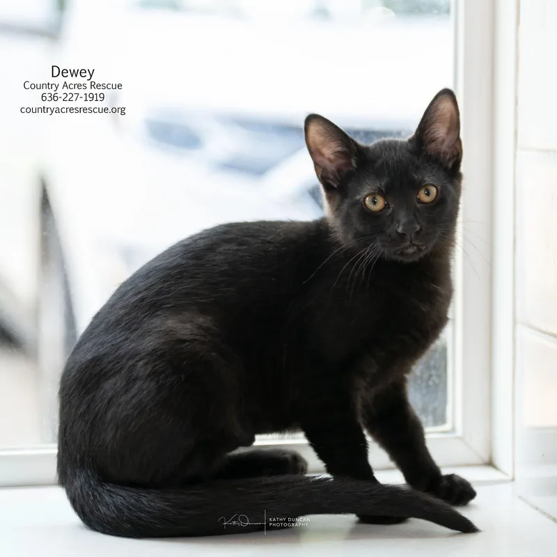 A baby medium-sized male Black Domestic Short Hair cat named Dewey for adoption in Manchester, MO