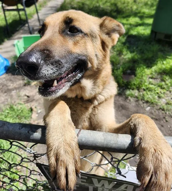 An adult medium-sized female German Shepherd Dog dog named Bailey for adoption in San Antonio, TX
