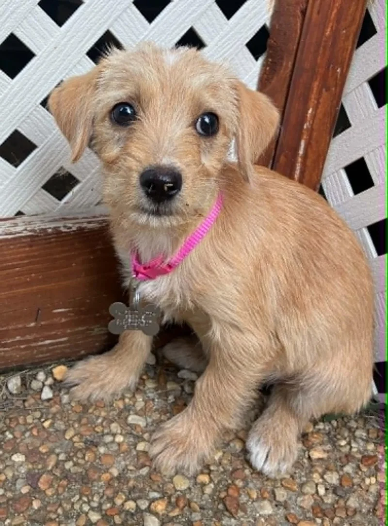 A baby small-sized female Terrier dog named Bonnie for adoption in Holly Springs, NC