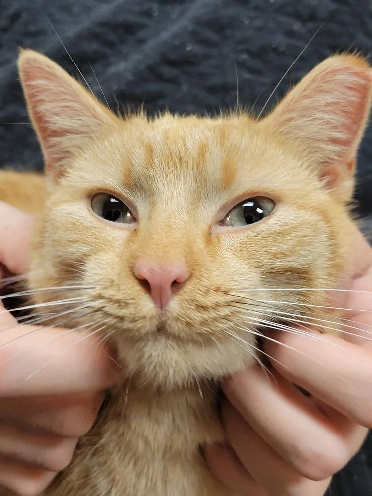 An adult small-sized female Orange & White Domestic Short Hair cat named Shiloh for adoption in Lorain, OH