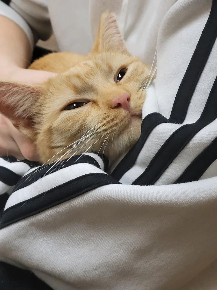 Shiloh thumbnail 3