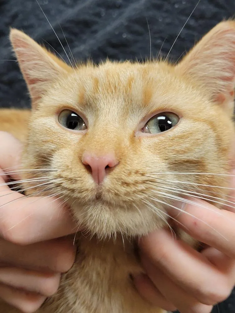 Shiloh thumbnail 4