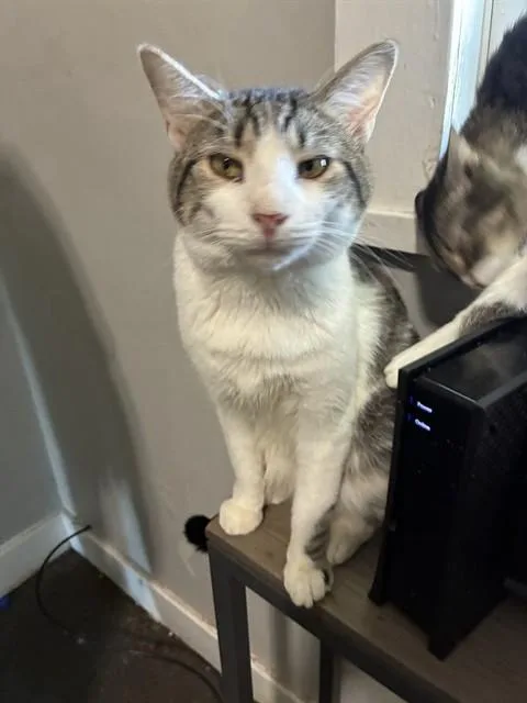 An adult large-sized male Domestic Short Hair cat named Frair for adoption in Louisville, KY
