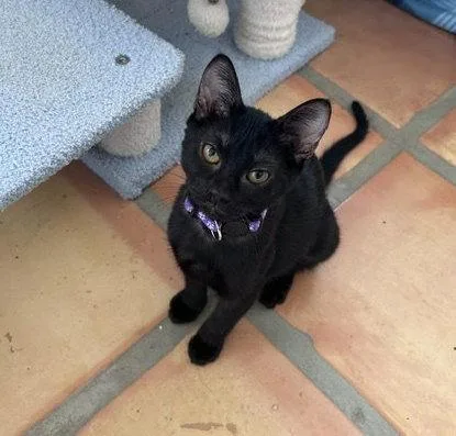 A young medium-sized female Black Domestic Short Hair cat named Nancy for adoption in Dripping Springs, TX