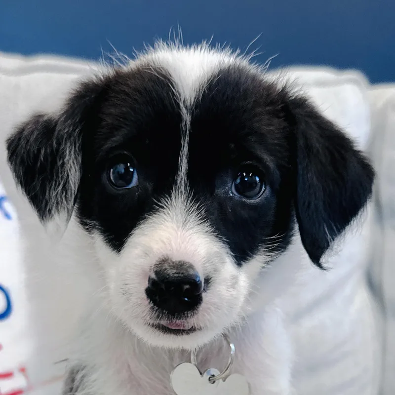 A baby medium-sized female Terrier dog named Oreo for adoption in Palatine, IL