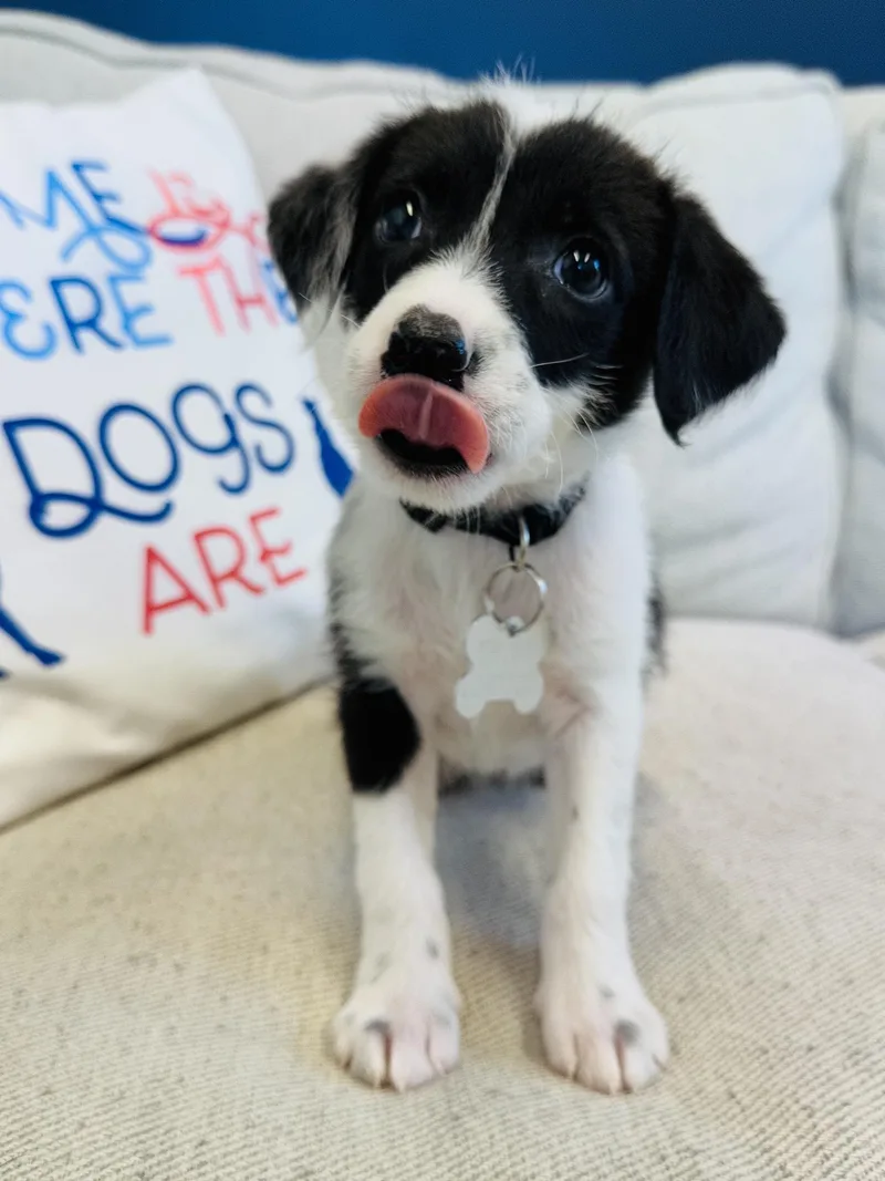 Oreo thumbnail 4