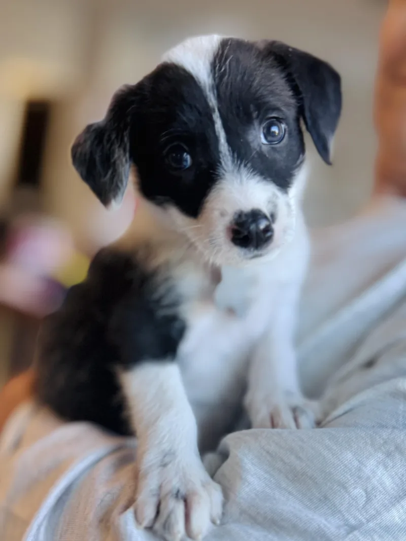 Oreo thumbnail 6