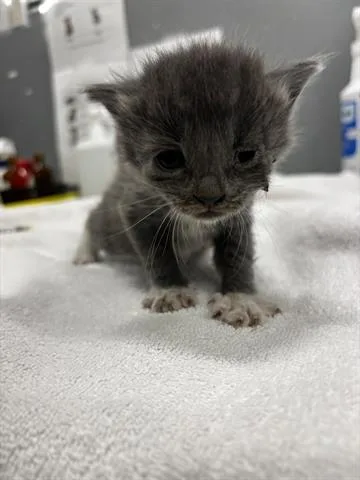 A baby small-sized male Domestic Short Hair cat named Michel for adoption in San Martin, CA