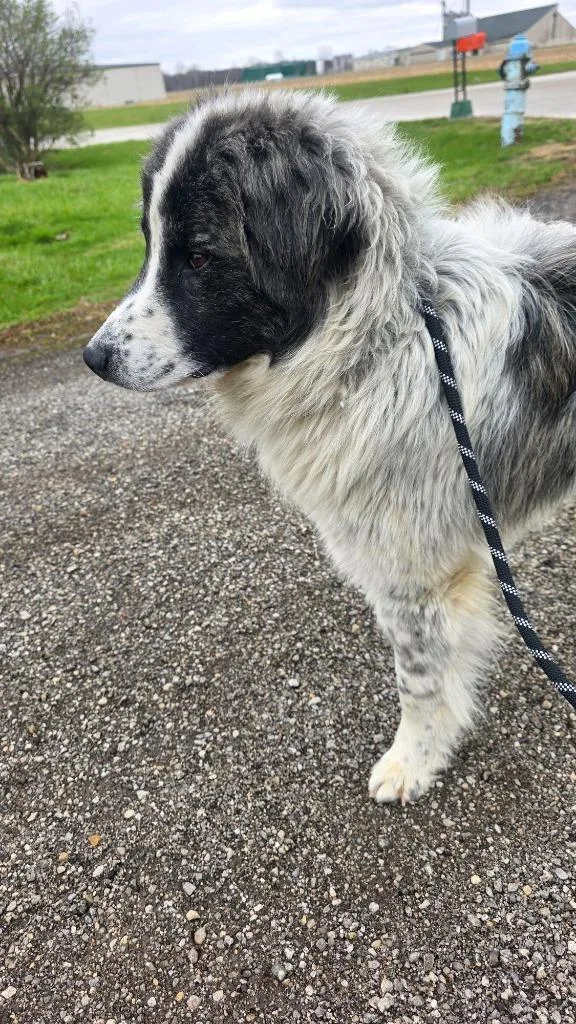 A young medium-sized male Great Pyrenees dog named Archie for adoption in Huntington, IN