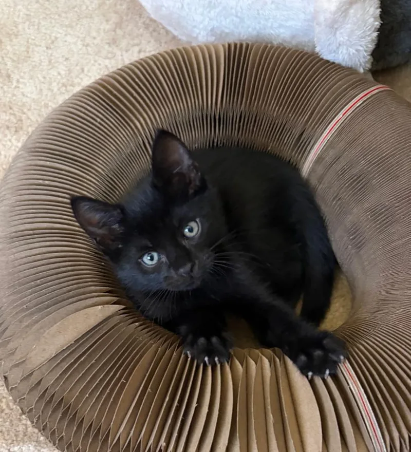 A baby medium-sized male Bombay cat named Gomez for adoption in San Juan Capistrano, CA