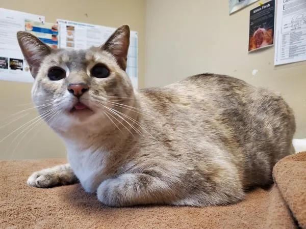 An adult medium-sized female Domestic Long Hair cat named Dutchess for adoption in Oceanside, CA